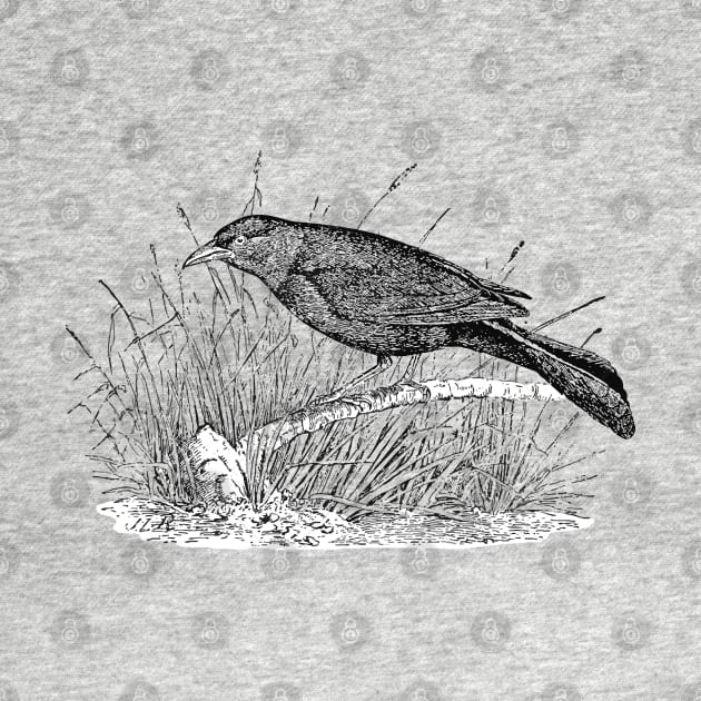 Illustration Grackle by The Graphic Grackle